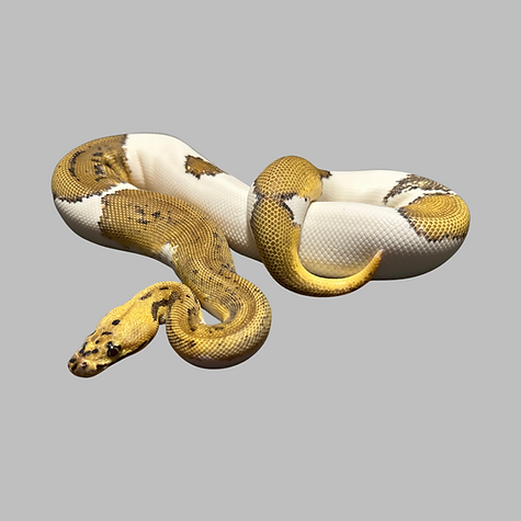 Snake