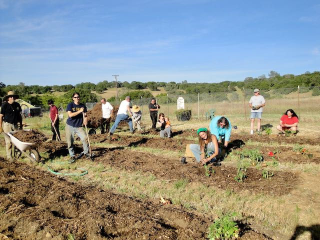 Planting out Community Garden.jpeg