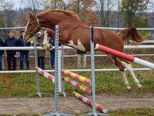 Podzimní třídění hřebečků v TO Nový Dvůr