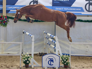 II. Předvýběr hřebců ČT - výsledky