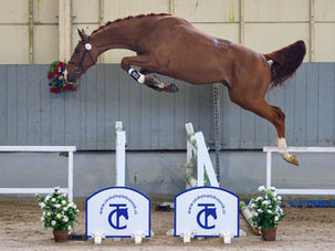 I. Předvýběr hřebců Tlumačov
