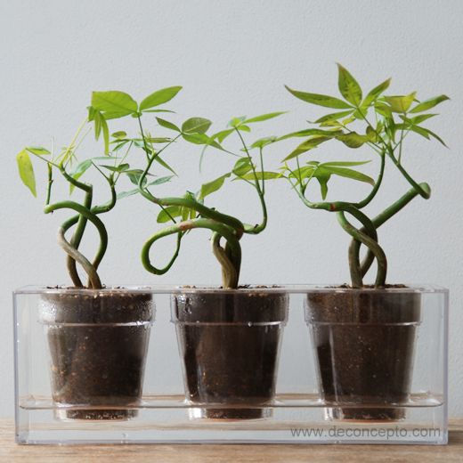 Miniatura: Boskke Cube Tres