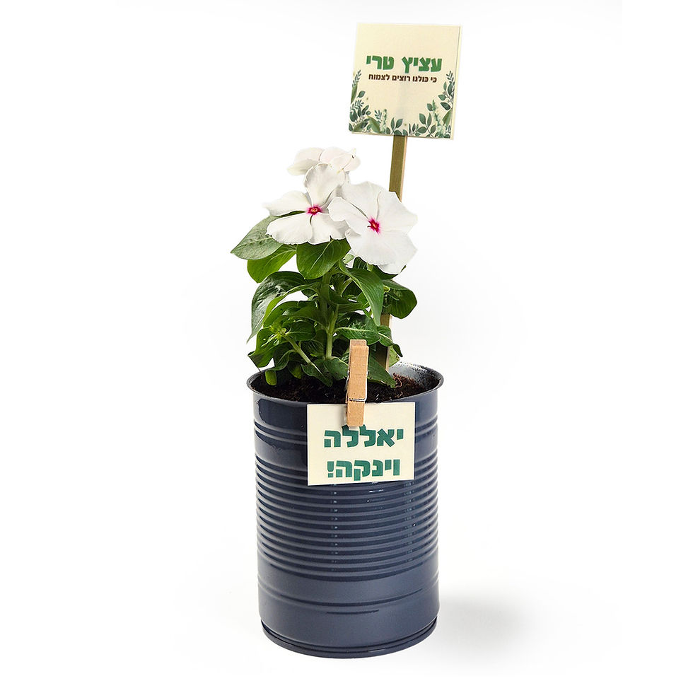 תמונה ממוזערת: מארז 12 Mini פרחי נוי