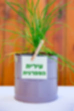 עירית הספרנית