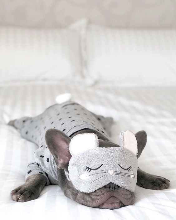How to Stop Your Frenchie from Snoring?