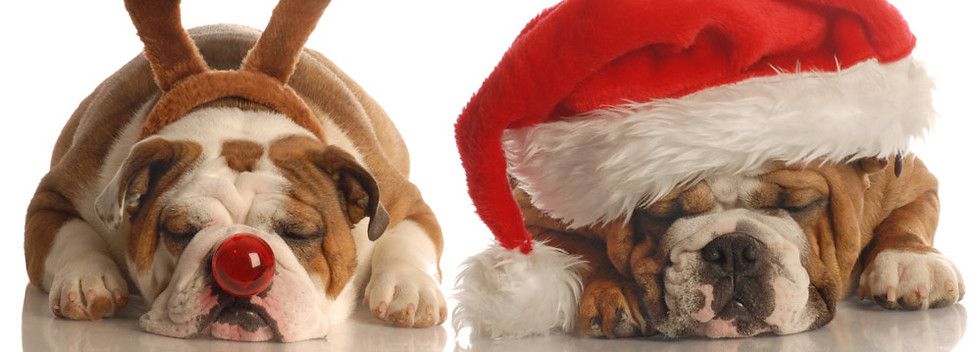 Festive Bulldogs Resting