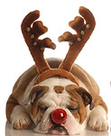 Christmas Bulldogs