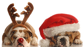 Christmas Bulldogs