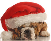 Festive Bulldogs Resting