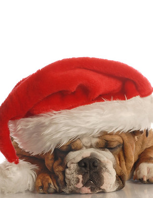 Weihnachtsbulldoggen