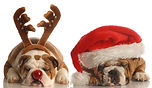 Christmas Bulldogs