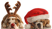 Christmas Bulldogs