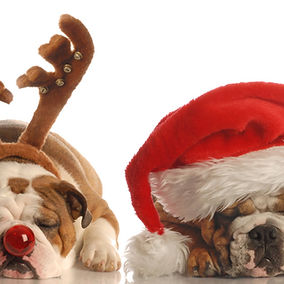 Christmas Bulldogs