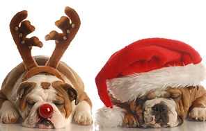 Festive Bulldogs Resting