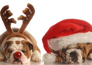 Christmas Bulldogs
