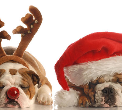 Christmas Paw Photobooth