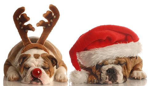 クリスマスブルドッグ