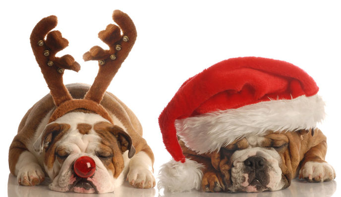 Homemade Holiday Pet Treats: ‘Bone-afide’ Christmas Recipes for Fido & Fluffy