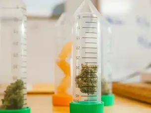 Decoding Cannabis Lab Testing: Why It Matters