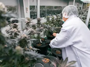 Cannabis Jobs in Chiang Mai. Join RGTcannabis Today!