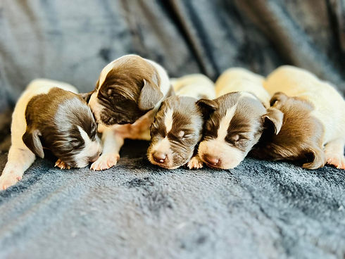 Tucker & Dandi males.jpg