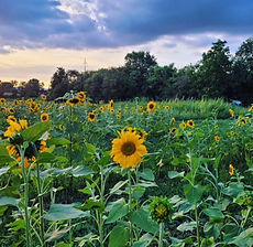 Sunflowers.jpg