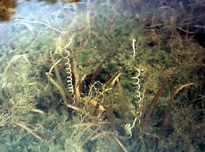 wild celery