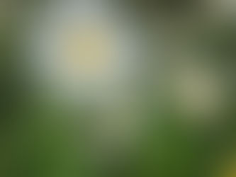 Daisy: A Humble Flower, a Powerful Ally for Healing, Clarity, and Spiritual Connection
