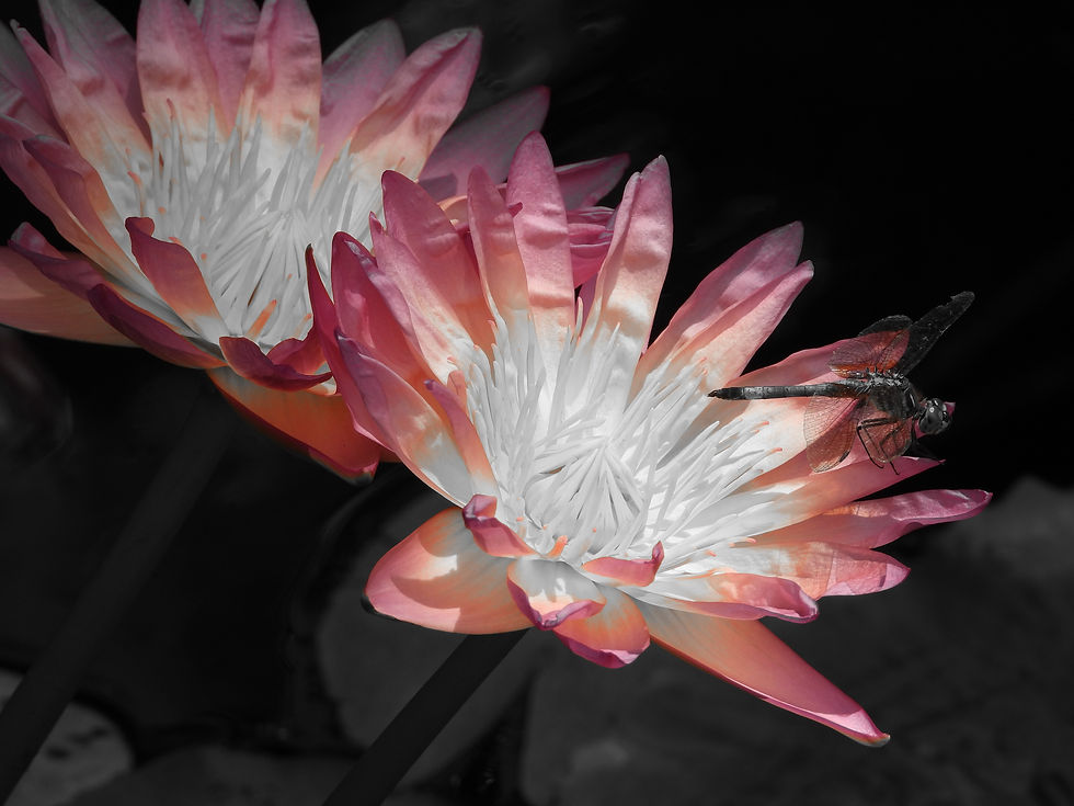 Dragonfly on Waterlily