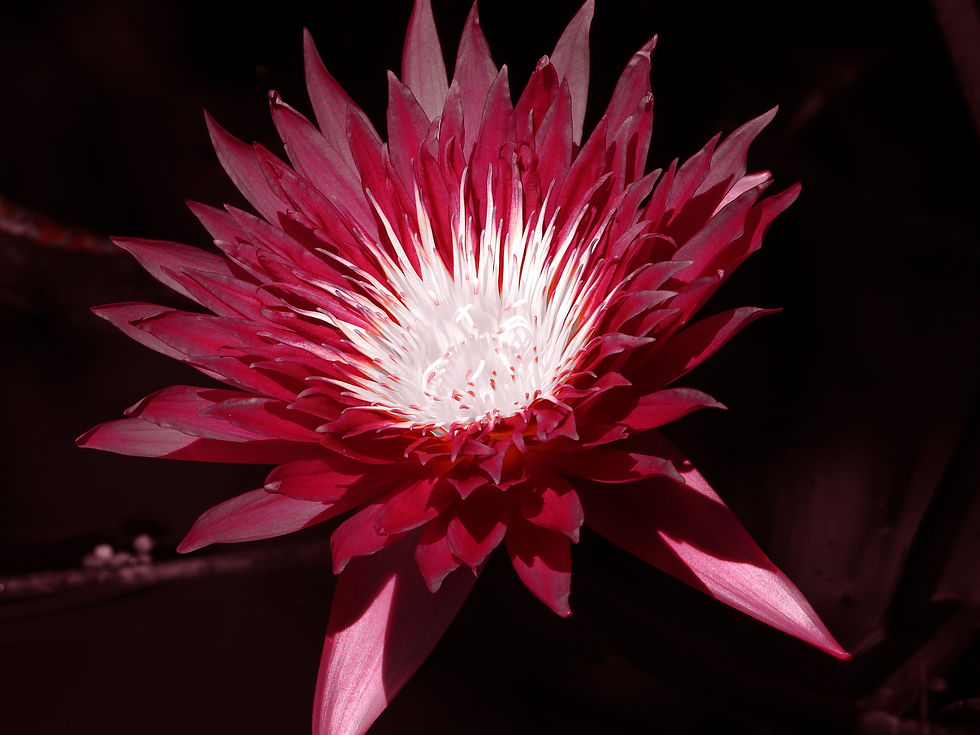 Red Waterlily