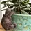 Thumbnail: Climbing Tortoise Plant Pot Hanger