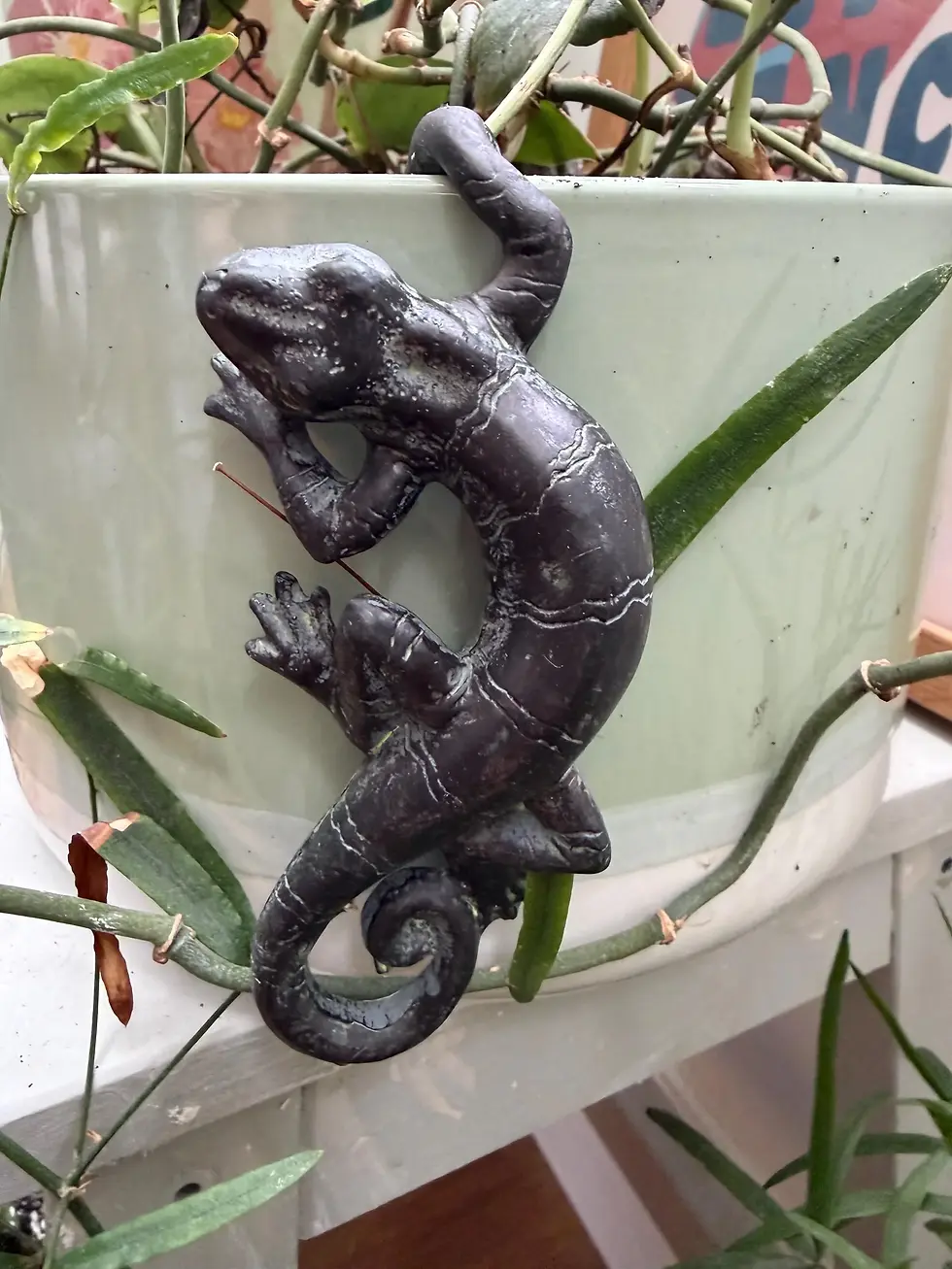 Thumbnail: Gecko Plant Pot Hanger