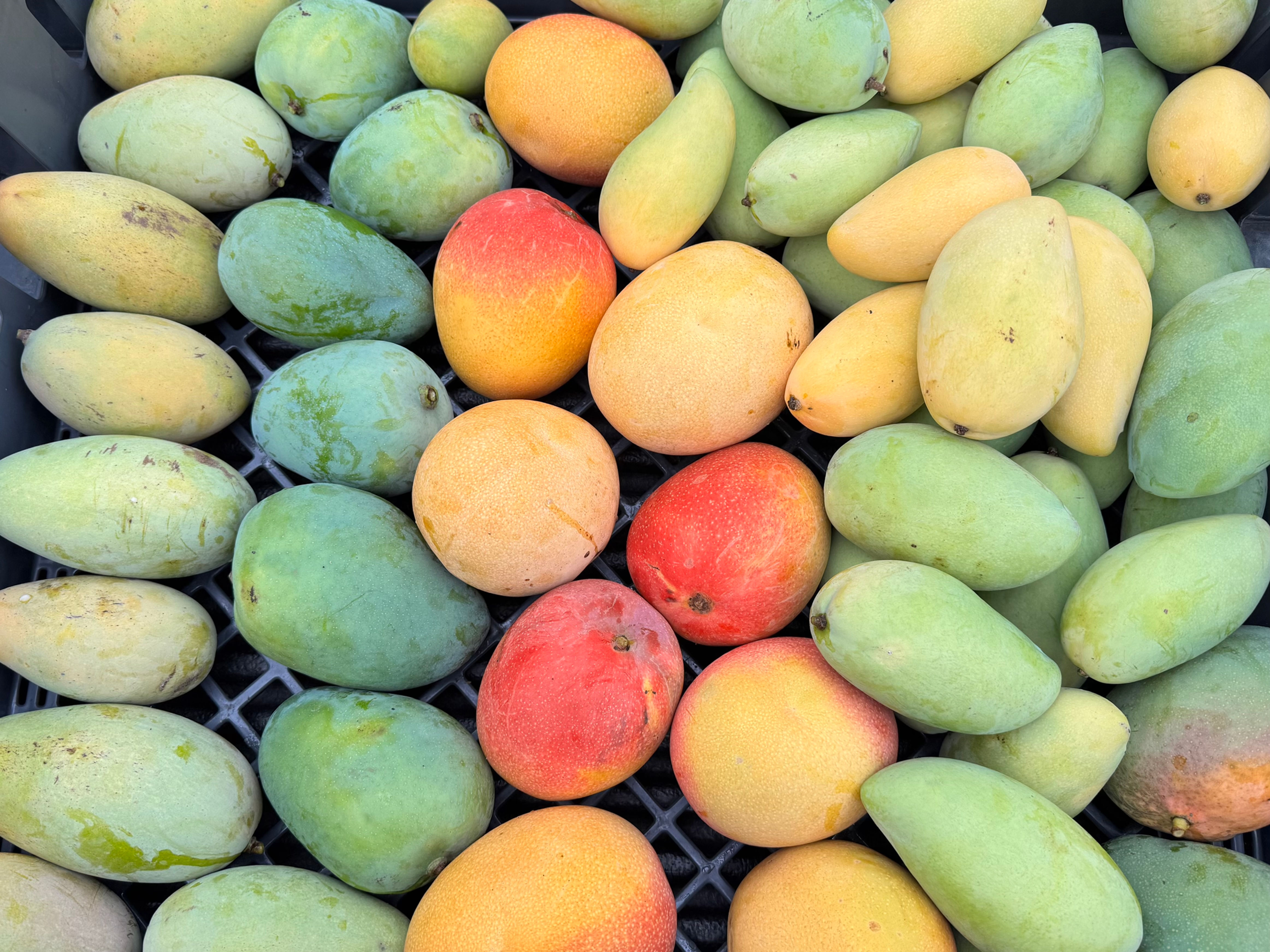 Large Box Mangoes