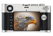 red kite photograph