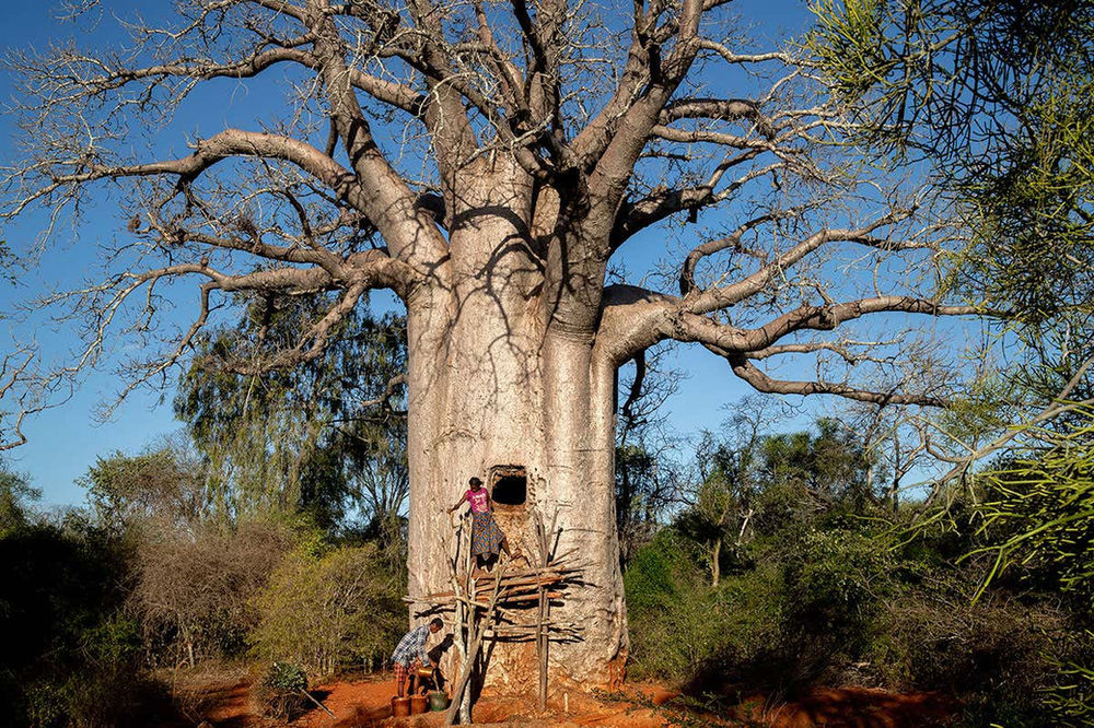 Historia, propiedades y usos del baobab
