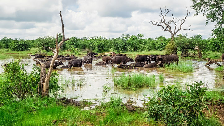 Discover the best of Africa on a luxury vacation designed by experts at Great Safaris