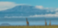 Discover the best of Africa on a luxury vacation designed by experts at Great Safaris