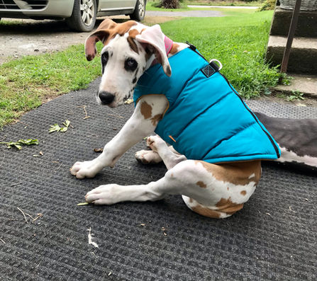 Marshmallow, puppy