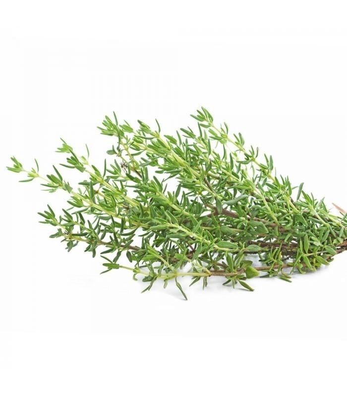 Miniature : Serpolet