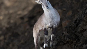 Himalayan Mountain Goat