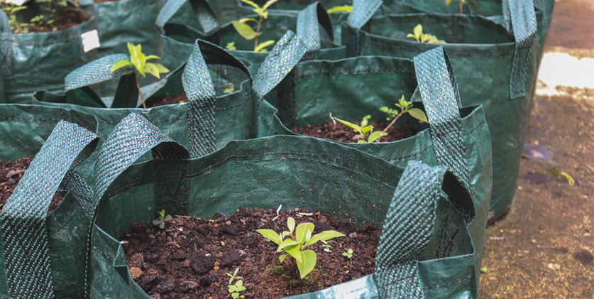 Seedling in poly bag at Mitra Ayu Plantation