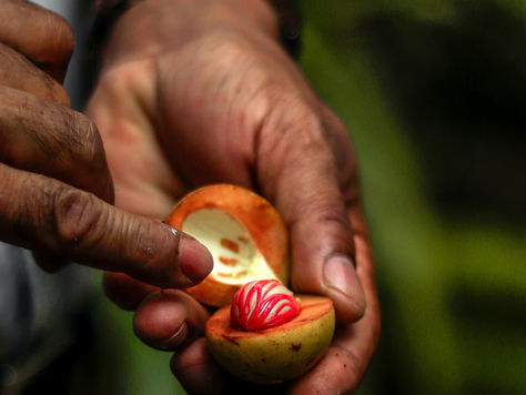 Myristicin as Pharmacological and Therapeutic Agent