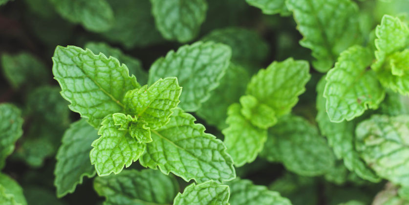 Mint Plant at Mitra Ayu Plantation for Essential Oil Production