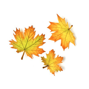 AUTUMN VIBES