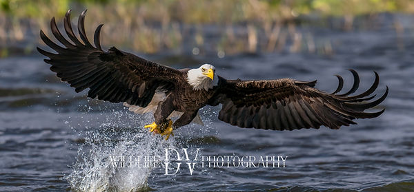 NEW BANNER_edited.jpg