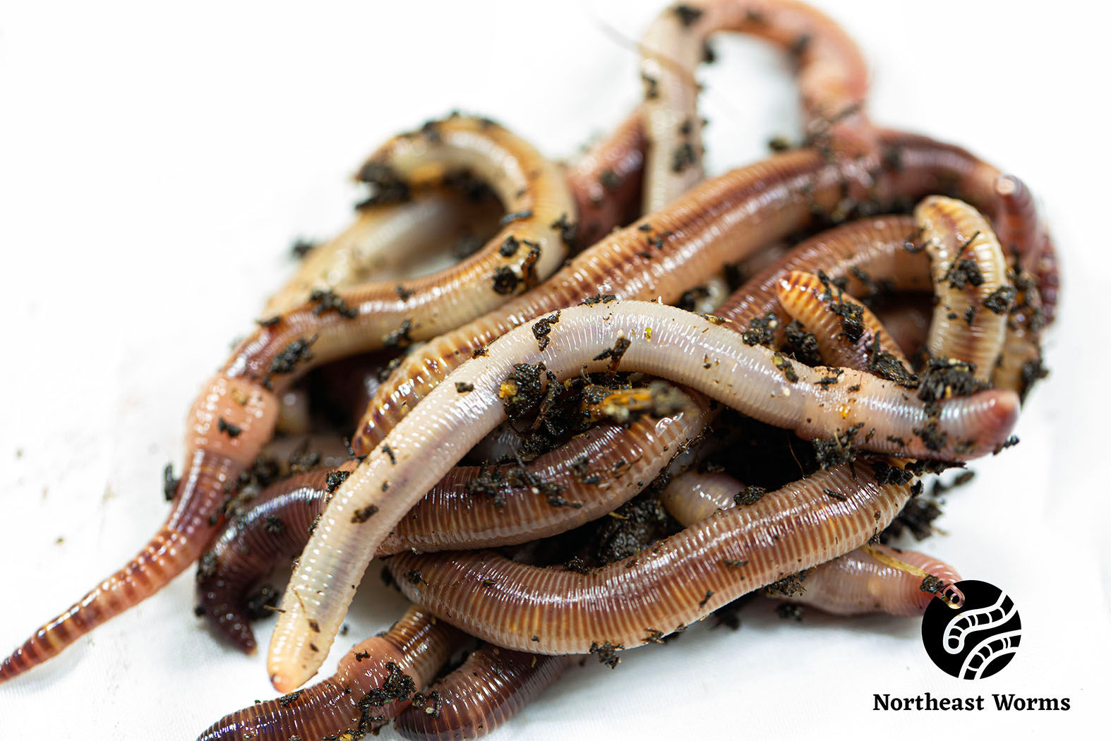 Wholesale European Night Crawler