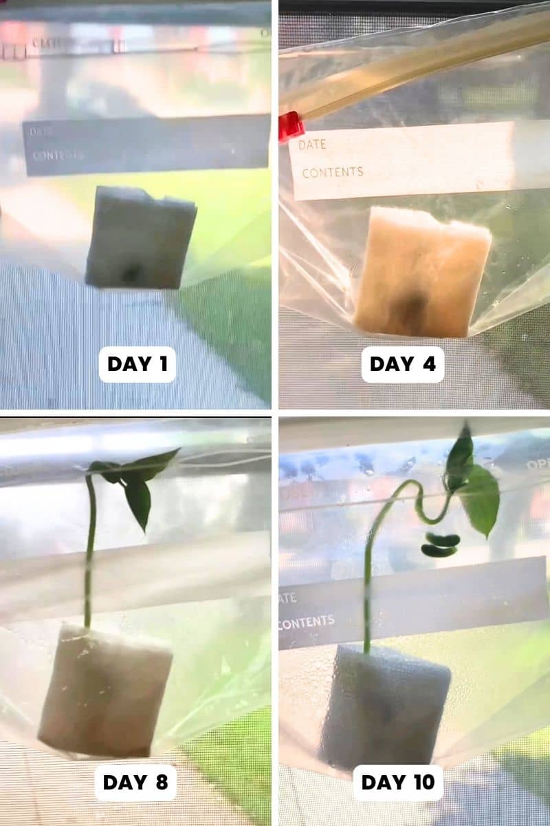 A four-photo collage documents the progression of a bean-in-a-bag science experiment over 10 days. The images, labeled Day 1, Day 4, Day 8, and Day 10, show a green bean seed germinating inside a clear plastic sandwich bag before growing into a seedling with roots, a curved stem, and green leaves.