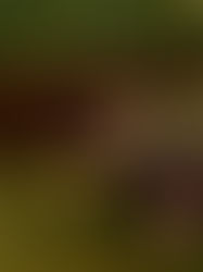 Wie du mit hochwertigen Bildern nie wieder über Preise diskutieren musst | Janine Piontek Fotografie