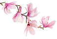 Pink Magnolias.jpeg