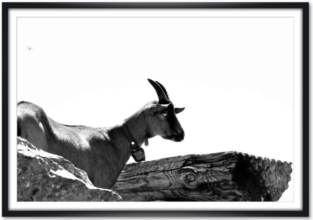 Bild Grindelwald First #3